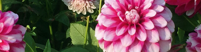 Ausflug Insel Mainau – Chrysanthemen und Dahlien