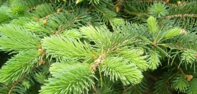 «Mystik Baum»