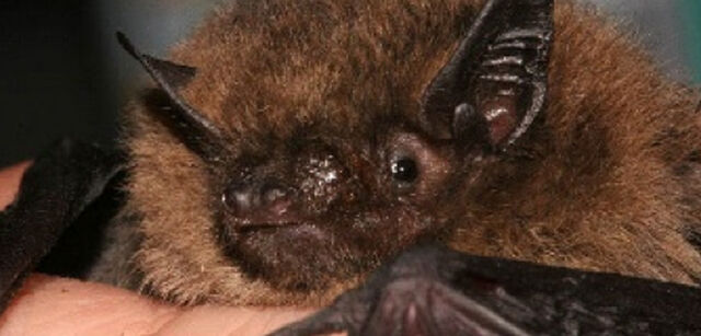 Fledermaus-Exkursion Egelsee