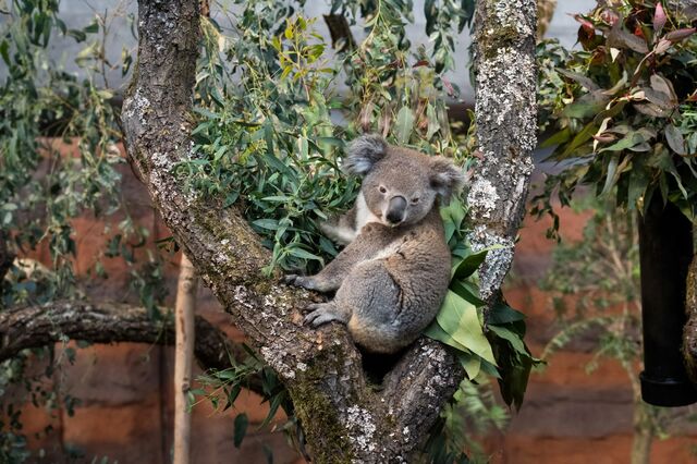 Abendführung Zoo Zürich