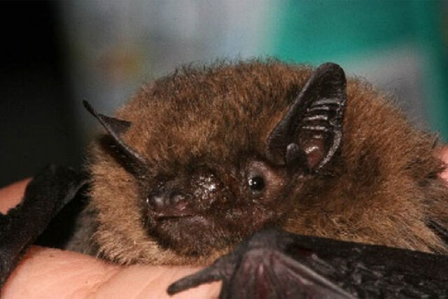 Fledermaus-Exkursion Egelsee