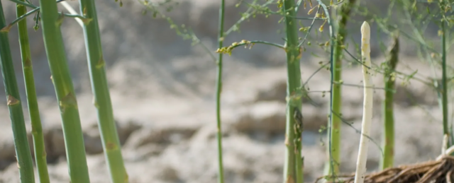 Besuch des Spargelhofs in Flaach