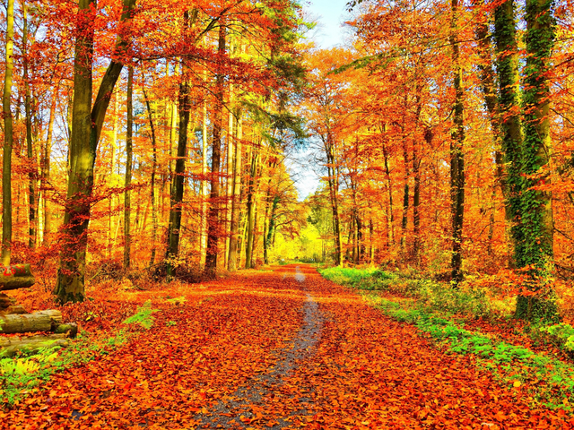 Voranzeige: Seniorengruppe - Ausflug goldener Herbst mit Knöpflepartie