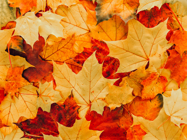 Voranzeige: Herbstausflug