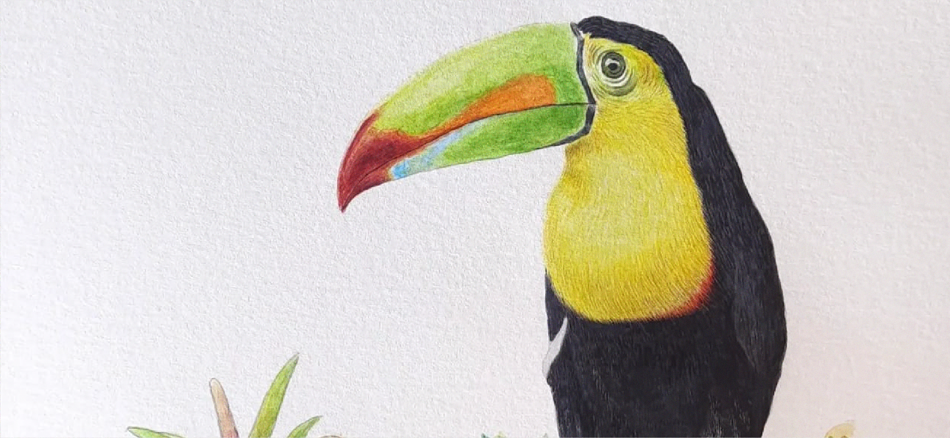 Ilustración de aves en acuarela