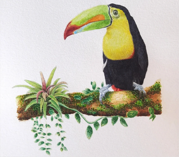 Ilustración de aves en acuarela