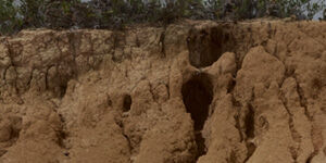 Imagen IV Encuentro Internacional de Estudios Críticos de las Transiciones Políticas La Naturaleza como Sujeto de Dolor