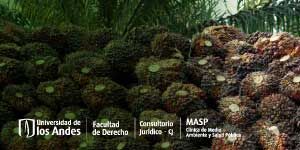 Imagen Cuidando la palma en medio de la pudrición del cogollo: políticas generizadas y racializadas de la polinización  asistida en las plantaciones de  palma en Tumaco, Colombia.